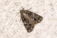 Acronicta rumicis