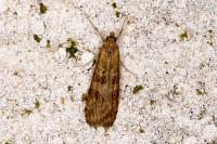 Nomophila noctuella