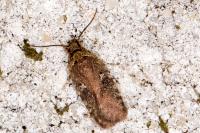 Agonopterix purpurea