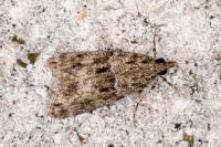 Eudonia