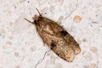 Agonopterix propinquella