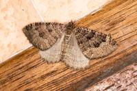 Triphosa dubitata