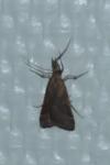 Synaphe punctalis