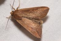 Mythimna unipuncta