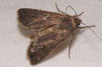 Agrotis segetum