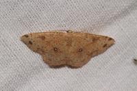 Cyclophora porata
