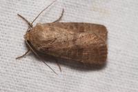 Hoplodrina blanda