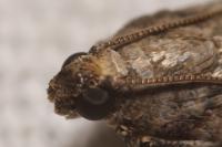 Acrobasis sp (glaucella/falouella)