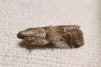 Acrobasis sp (glaucella/falouella)