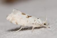 Niphonympha dealbatella