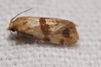 Phalonidia contractana