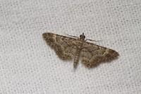 Gymnoscelis rufifasciata