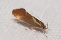 Metalampra