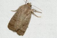 Hoplodrina blanda