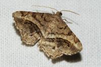 Chiasmia aestimaria