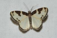 Lomaspilis marginata