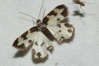Lomaspilis marginata