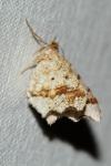 Macaria alternata