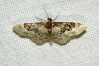 Idaea rusticata