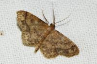 Idaea subsaturata