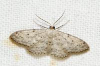 Idaea seriata