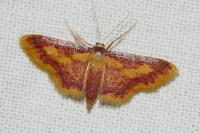 Idaea muricata