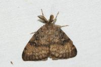 Lymantria dispar