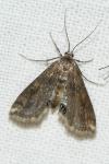 Cataclysta lemnata