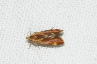 Metalampra italica
