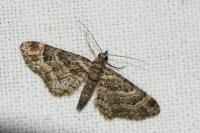 Gymnoscelis rufifasciata