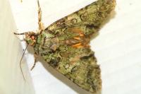 Polyphaenis sericata