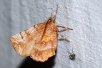 Selenia dentaria