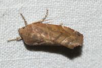 Cosmia affinis