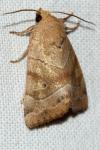 Cosmia trapezina
