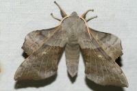 Laothoe populi