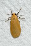 Wittia sororcula