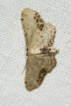 Idaea dimidiata