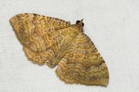 Camptogramma bilineata