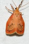 Miltochrista miniata