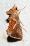 Macdunnoughia confusa