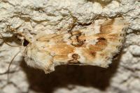 Eremobia ochroleuca