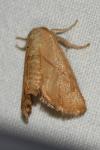 Apoda limacodes