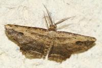 Menophra abruptaria