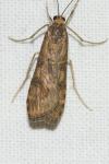 Nomophila noctuella