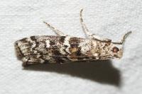 Dioryctria abietella