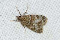 Eudonia truncicolella