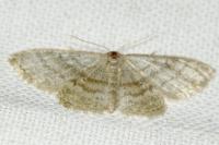 Idaea subsericeata