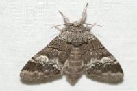 Drymonia querna