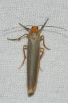 Manulea complana