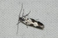 Ethmia quadrillella